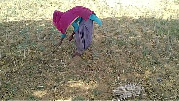 Desi Indian Boyfriend Ngegas Di Sawah, Ngebut Ngewe Pacar Yang Lagi Kerja.